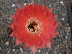 Echinopsis hybrid pot 5,5 cm - 12413318