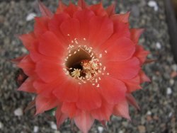 Echinopsis hybrid pot 5,5 cm