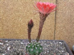 Echinopsis hybrid pot 5,5 cm - 12413320