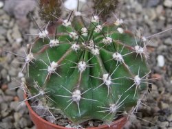 Echinopsis hybrid pot 5,5 cm - 12413321