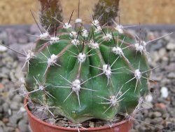 Echinopsis hybrid pot 5,5 cm - 12413322