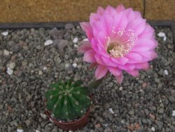 Echinopsis hybrid pot 5,5 cm - 12413323