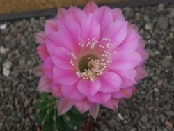 Echinopsis hybrid pot 5,5 cm
