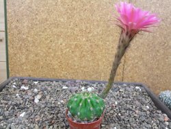 Echinopsis hybrid pot 5,5 cm - 12413325