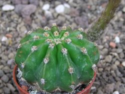 Echinopsis hybrid pot 5,5 cm - 12413326