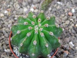 Echinopsis hybrid pot 5,5 cm - 12413327