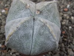 Astrophytum coahuilense quadricostatum, květináč 5,5 cm - 12413328