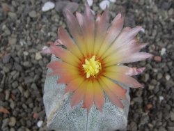 Astrophytum coahuilense quadricostatum, květináč 5,5 cm - 12413330
