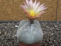 Astrophytum coahuilense quadricostatum, květináč 5,5 cm - 12413331