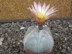 Astrophytum coahuilense quadricostatum, květináč 5,5 cm - 12413332