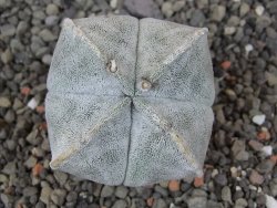 Astrophytum coahuilense quadricostatum, květináč 5,5 cm - 12413333