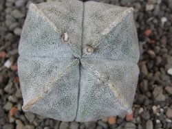Astrophytum coahuilense quadricostatum, květináč 5,5 cm - 12413334