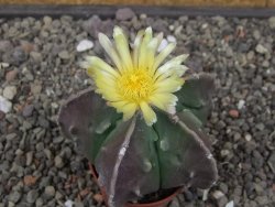 Astrophytum myriostigma fukurio