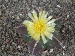 Astrophytum myriostigma fukurio - 12413336