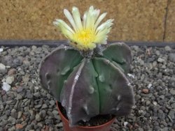 Astrophytum myriostigma fukurio - 12413337