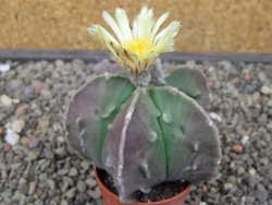 Astrophytum myriostigma fukurio - 12413338