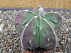 Astrophytum myriostigma fukurio - 12413339