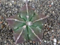 Astrophytum myriostigma fukurio - 12413340