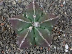Astrophytum myriostigma fukurio - 12413341