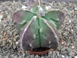 Astrophytum myriostigma fukurio - 12413342