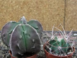 Astrophytum myriostigma fukurio - 12413343