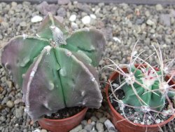 Astrophytum myriostigma fukurio - 12413344