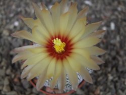 Astrophytum Z Jasenné květináč 5,5 cm - 12413354