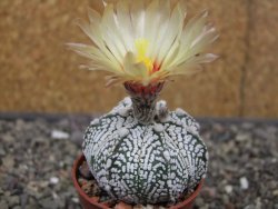 Astrophytum Z Jasenné květináč 5,5 cm - 12413355
