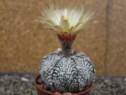 Astrophytum Z Jasenné květináč 5,5 cm - 12413356