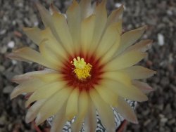 Astrophytum Z Jasenné květináč 5,5 cm - 12413357