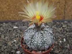 Astrophytum Z Jasenné květináč 5,5 cm - 12413358
