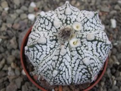 Astrophytum Z Jasenné květináč 5,5 cm - 12413359