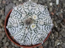 Astrophytum Z Jasenné květináč 5,5 cm - 12413360