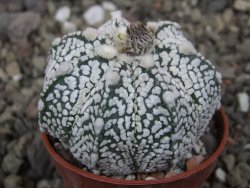 Astrophytum Z Jasenné květináč 5,5 cm - 12413361