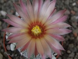 Astrophytum Z Jasenné květináč 5,5 cm - 12413363