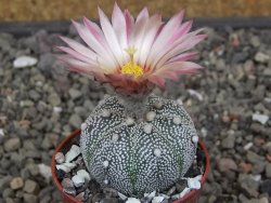 Astrophytum Z Jasenné květináč 5,5 cm - 12413364
