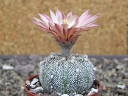 Astrophytum Z Jasenné květináč 5,5 cm - 12413365