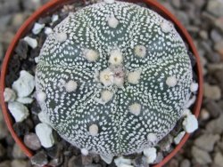 Astrophytum Z Jasenné květináč 5,5 cm - 12413366