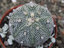 Astrophytum Z Jasenné květináč 5,5 cm - 12413367