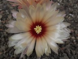 Astrophytum Z Jasenné květináč 5,5 cm - 12413372