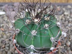 Astrophytum Z Jasenné květináč 5,5 cm - 12413374
