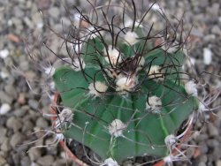 Astrophytum Z Jasenné květináč 5,5 cm - 12413375