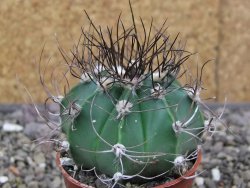 Astrophytum Z Jasenné květináč 5,5 cm - 12413376