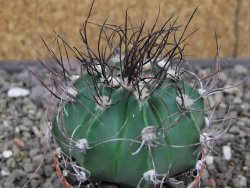 Astrophytum Z Jasenné květináč 5,5 cm - 12413377