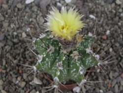 Astrophytum Z Jasenné květináč 5,5 cm - 12413379