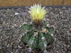 Astrophytum Z Jasenné květináč 5,5 cm - 12413380