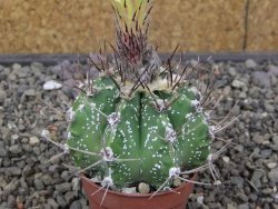 Astrophytum Z Jasenné květináč 5,5 cm - 12413381