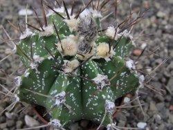 Astrophytum Z Jasenné květináč 5,5 cm - 12413382