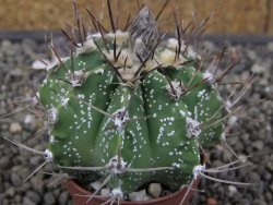 Astrophytum Z Jasenné květináč 5,5 cm - 12413383