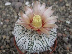 Astrophytum X Super Kabuto pot 5,5 cm - 12413384